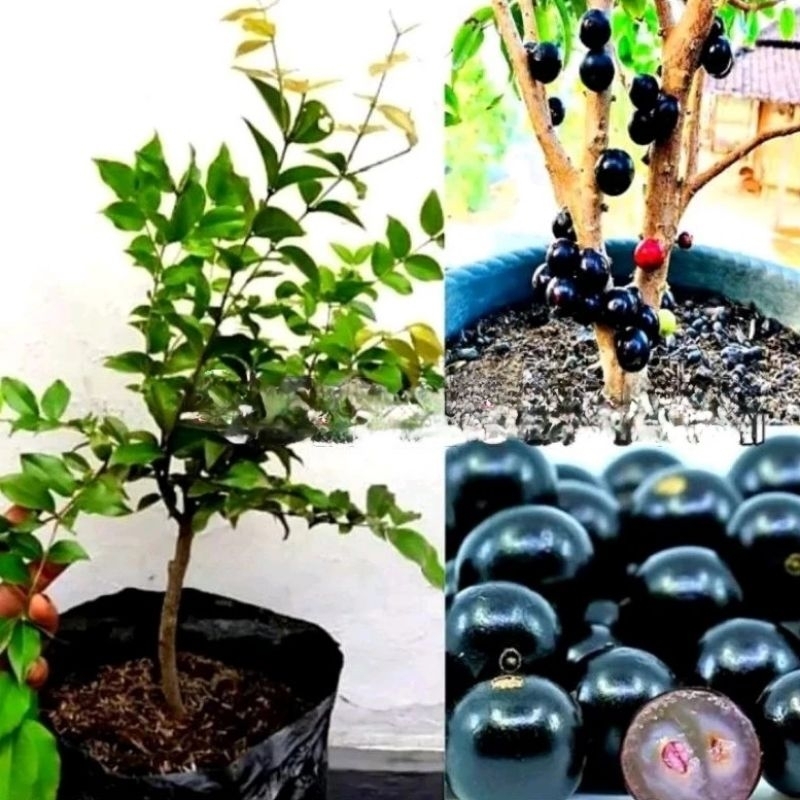 Promo pohon buah anggur brazil sudah siap berbuah