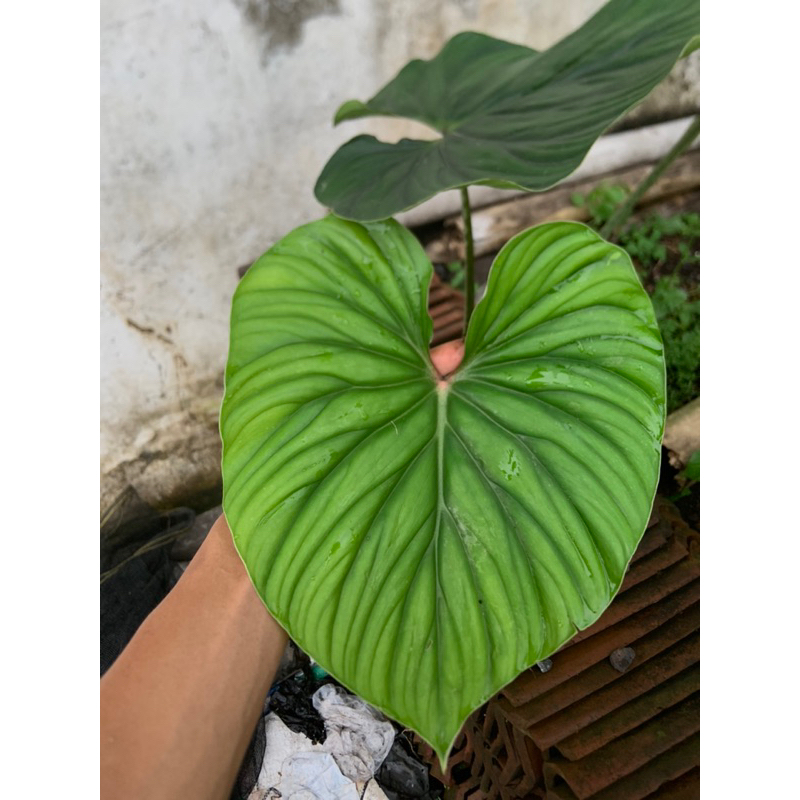 tanaman hias philodendron plowmanii round form black face