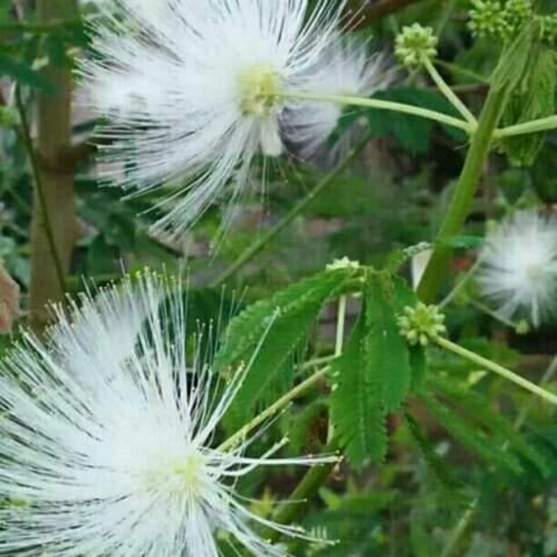 biji kaliandra putih -+400 udah tua  dipohon