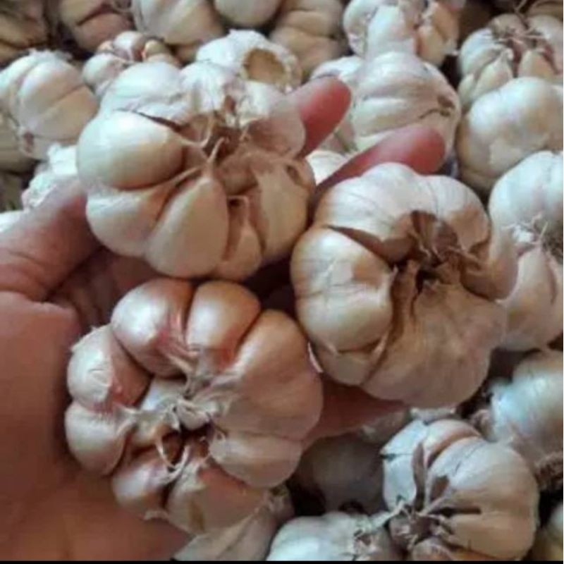 

bawang putih fresh kualitas premium 1kg