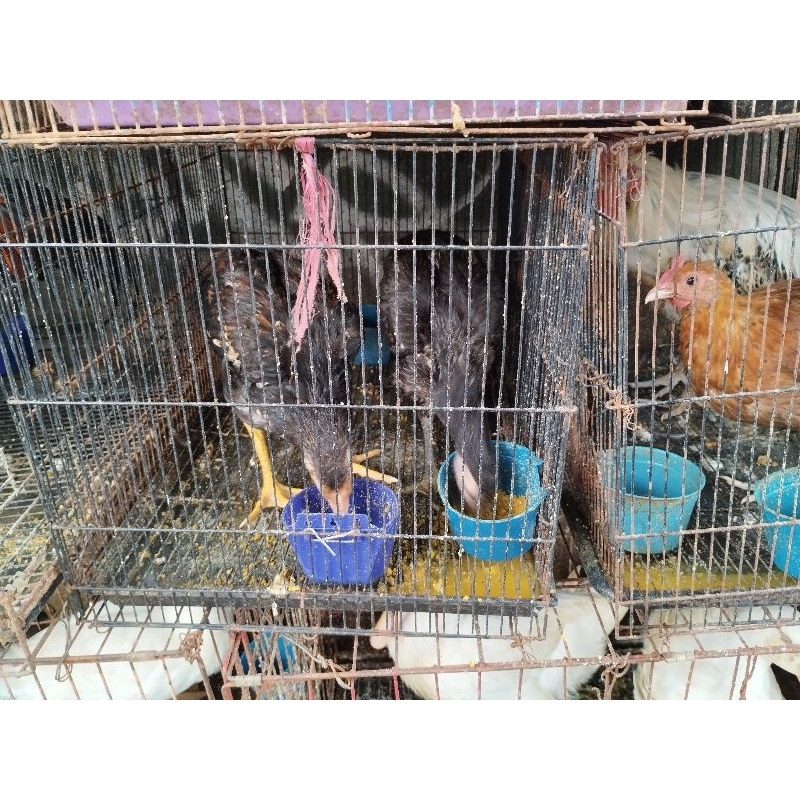 

Ayam Kampung Remaja