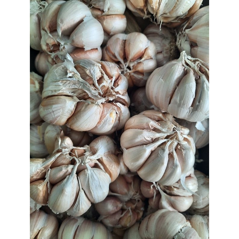 

Bawang Putih | 500 Gr | ½ Kg | Tanggung Besar | Kering | Bersih | Ecer