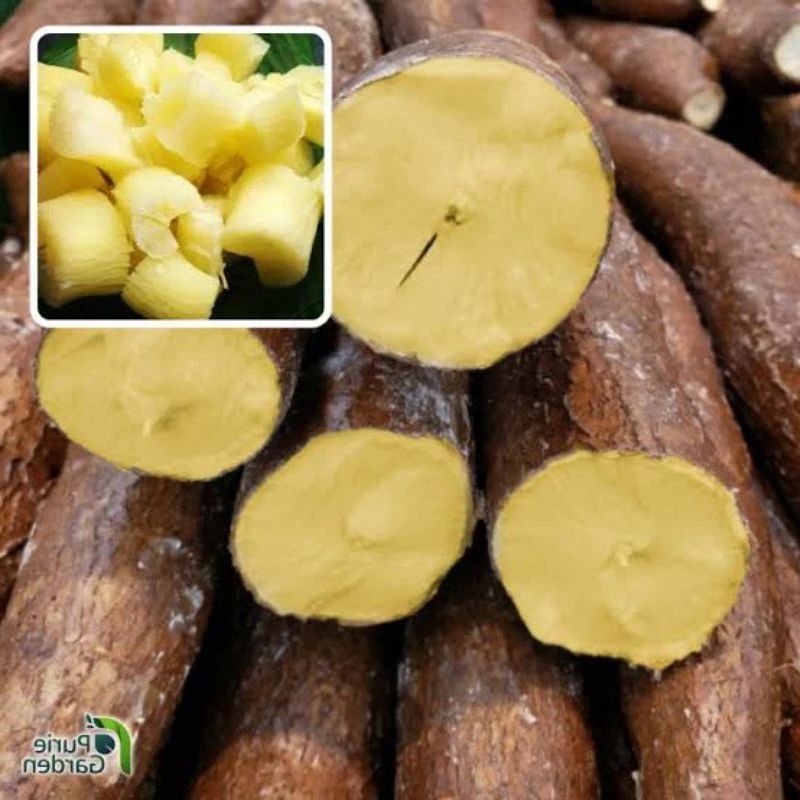 

TERBARU BIBIT SINGKONG keju - stekk singkong keju