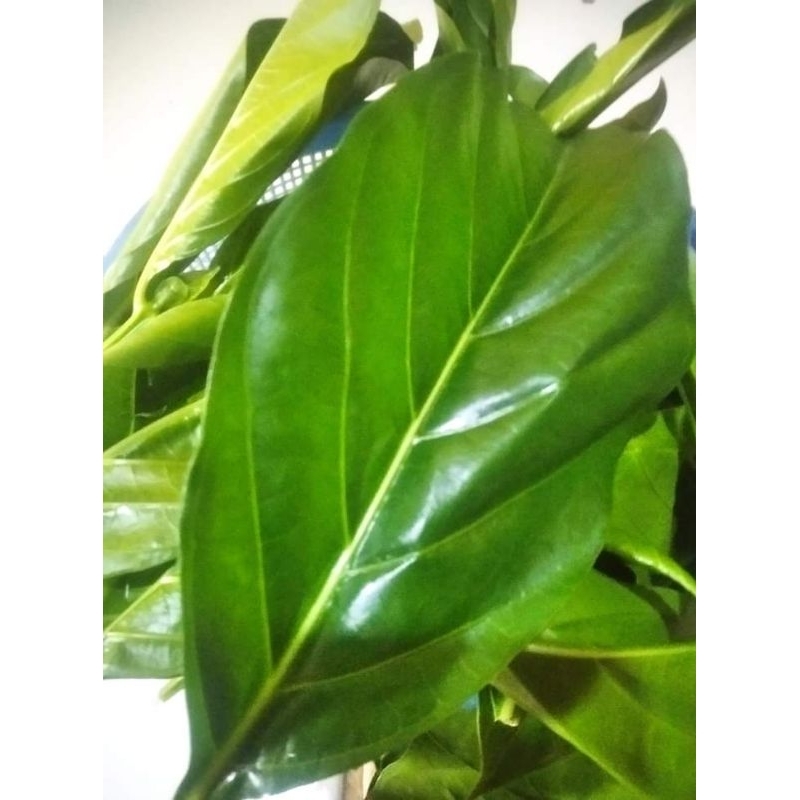 

Daun mngkudu sgar daun herbal alami mngkudu 400 gr