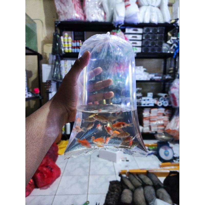 Pakan Hidup Ikan Mas / Pakan Ikan Predator Isi 25e