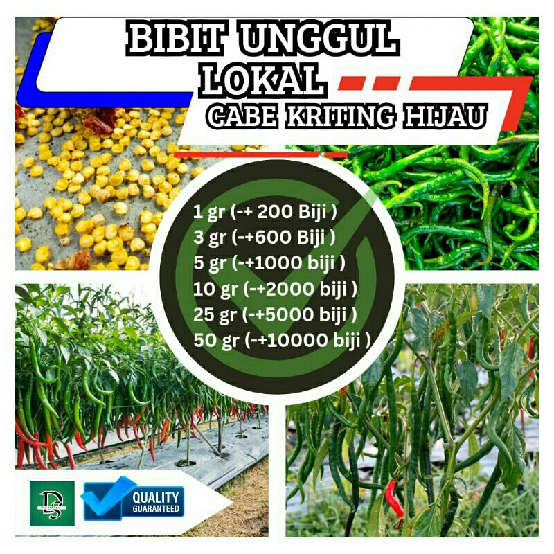 Bibit Unggul Lokal Cabe Keriting Hijau/Bibit Cabe keriting 5 gr - 10 gr ( 1000 - 2000 biji )