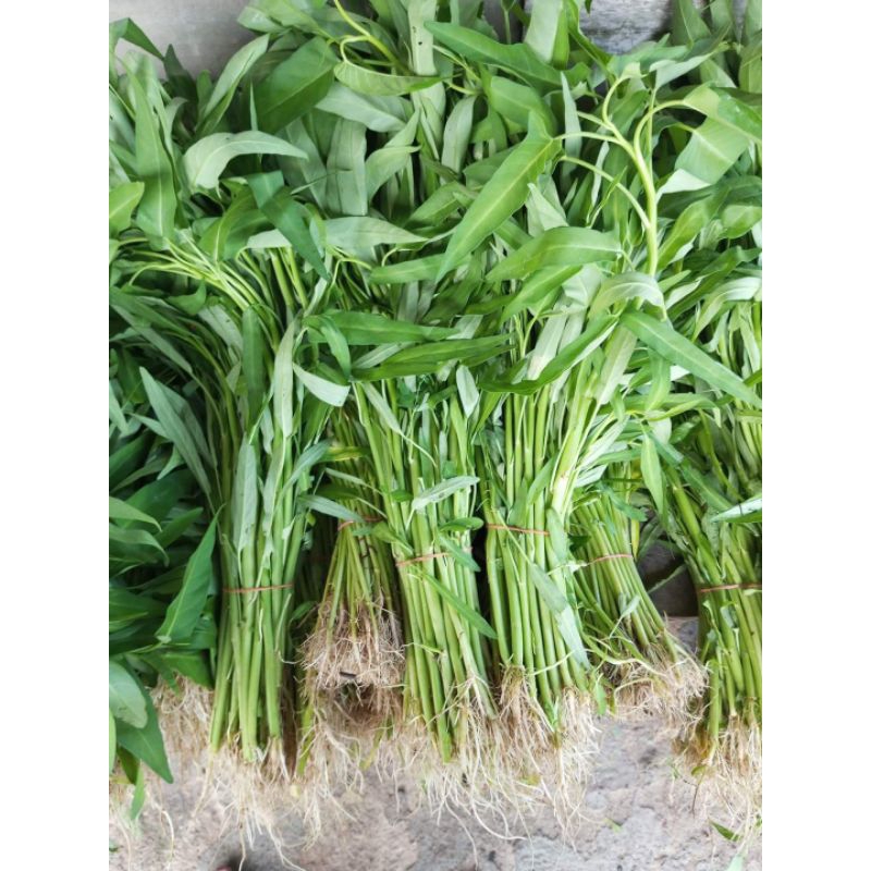 

kangkung segar (per ikat)