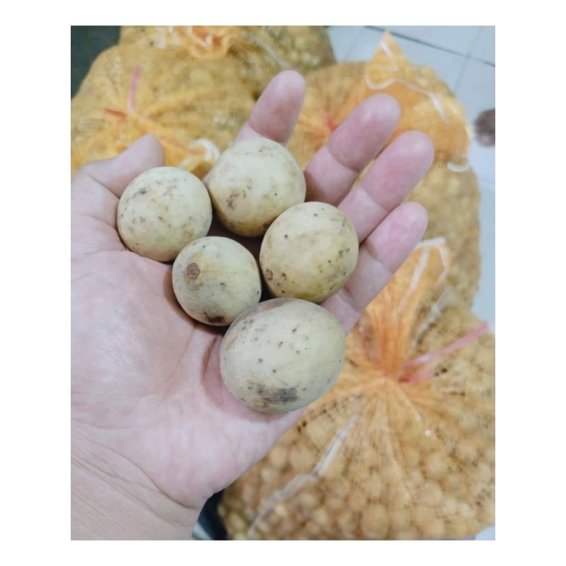 

Buah Duku Palembang manis