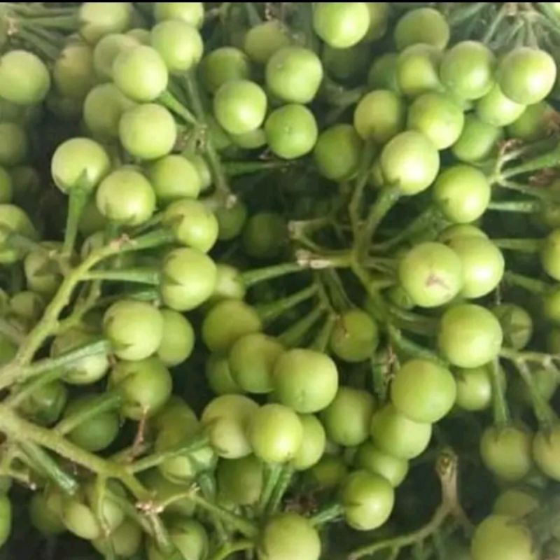 

rimbang tekokak segar 250 g