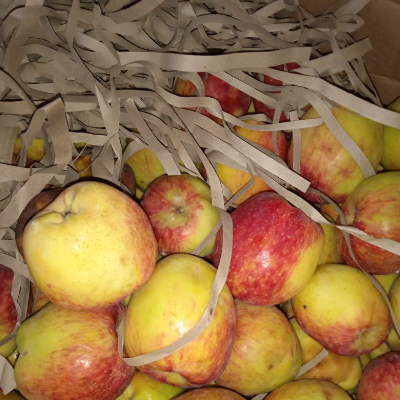 

apel MALANG AnA asem manis 500 gram