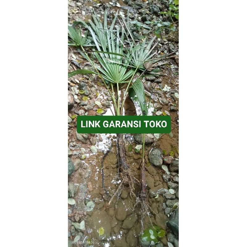 LINK GARANSI TOKO BIBIT LONTAR SIWALAN SUPER
