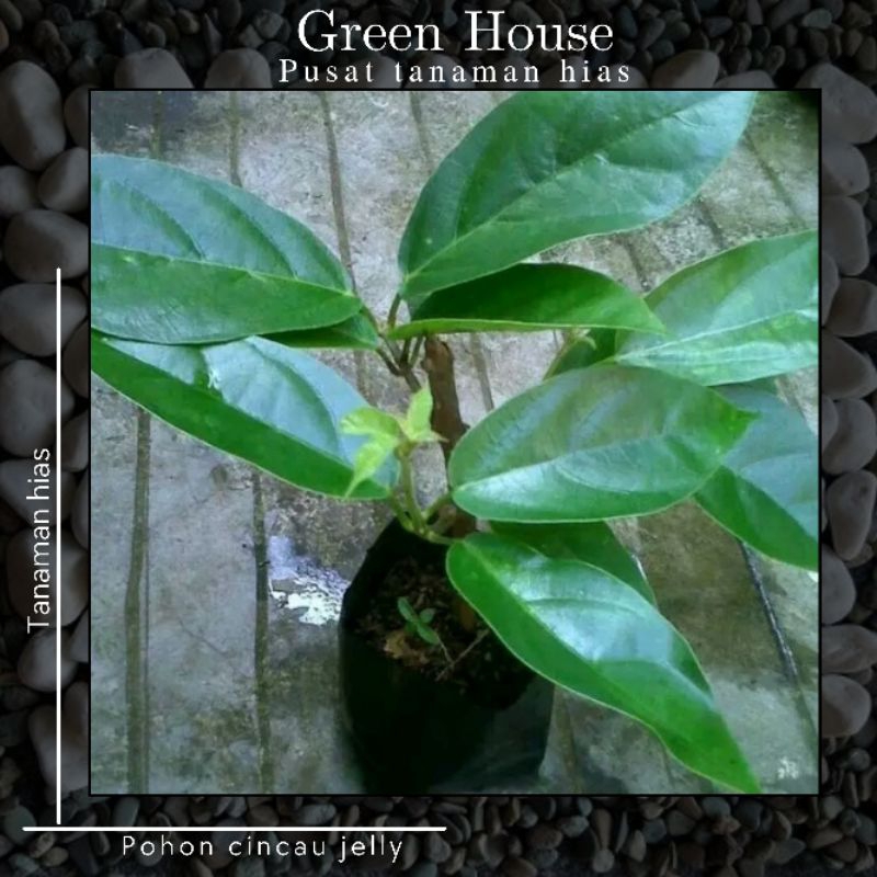 Pohon Cincau Jely - Pohon Cincau - Bibit Stek Batang Cincau Jely