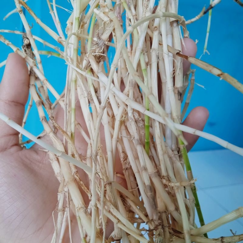 

Herbal Akar Alang Alang 1kg Masih Segar