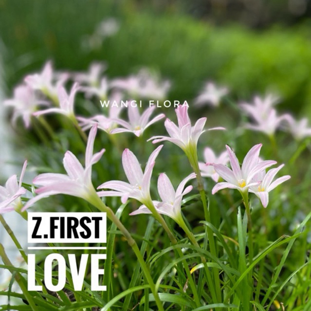 10 Umbi Rain lily first love