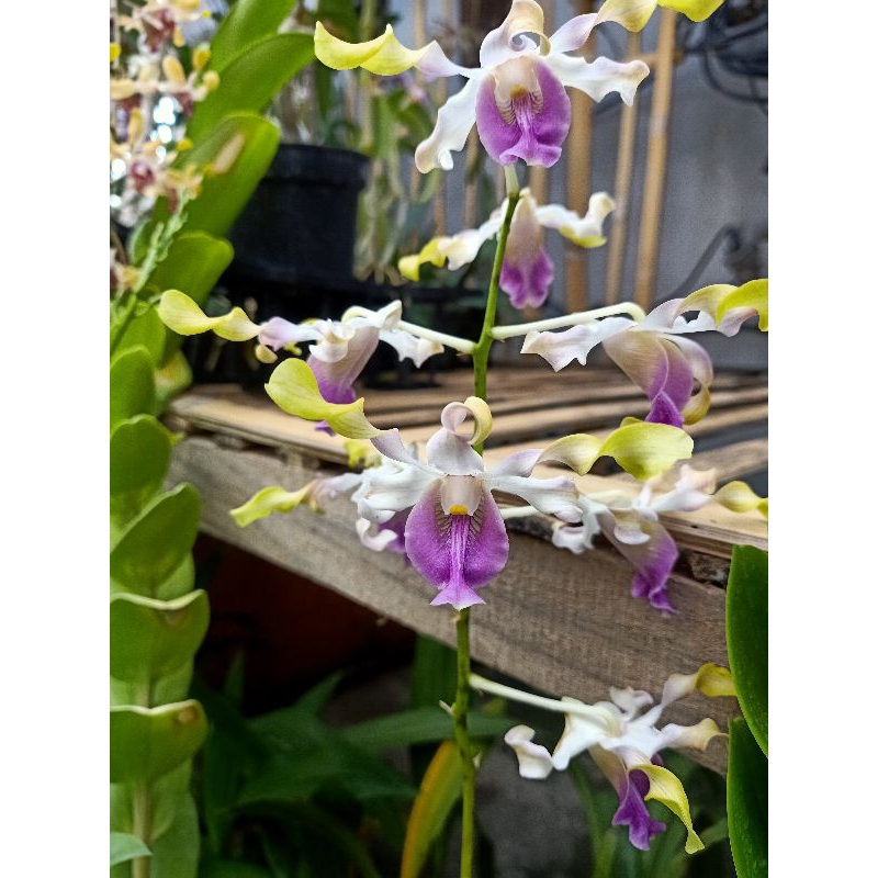 Dendrobium Keriting Berbunga (1)