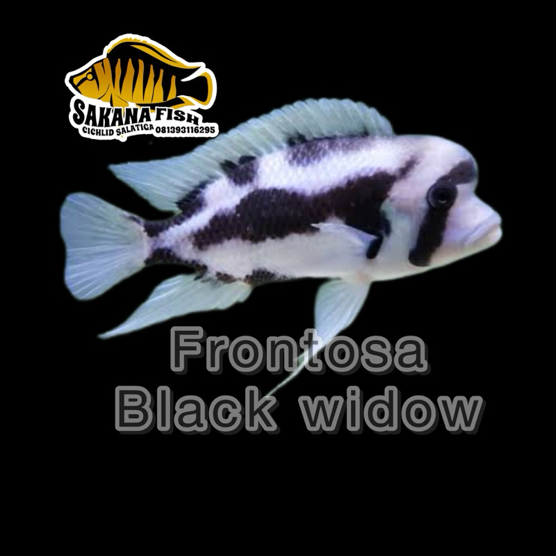 Frontosa Black Widow