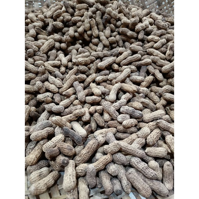 

kacang sangrai 500 gram