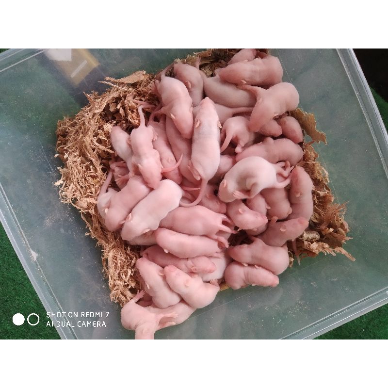 Pinkies Pingkis Bayi Mencit Tikus Putih