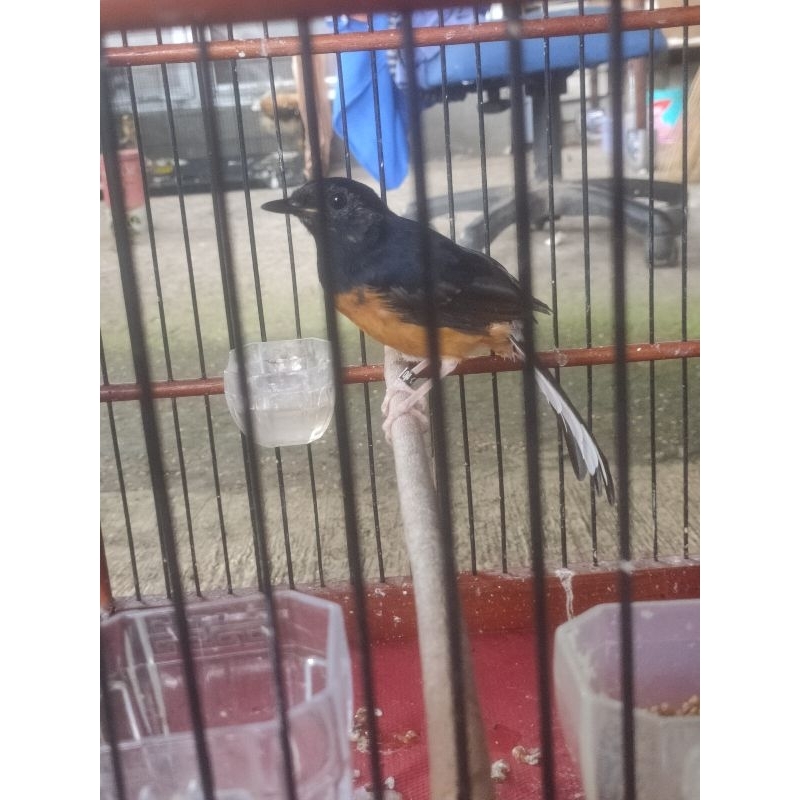 burung murai batu trotolan jantan