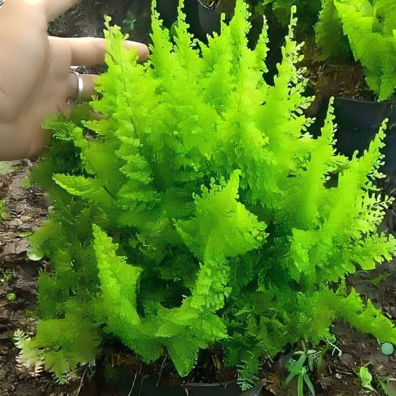 Tanaman hias pakis embun/pohon pakis embun/tanaman hias hidup