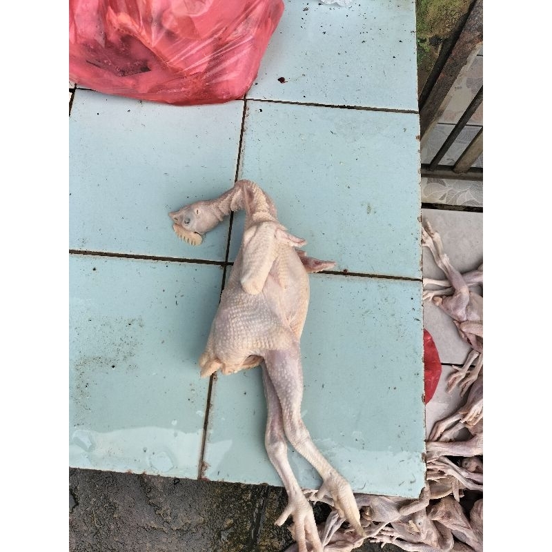 

AYAM PEJANTAN BERAT HIDUP 700GRAM