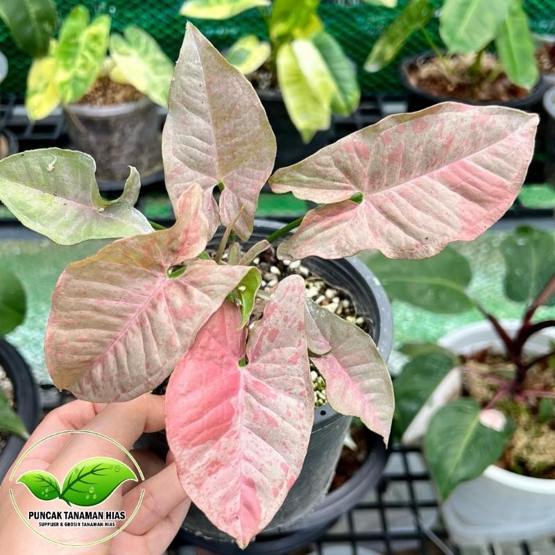 Tanaman hias syngonium pink spot - Syngonium Pink Spot