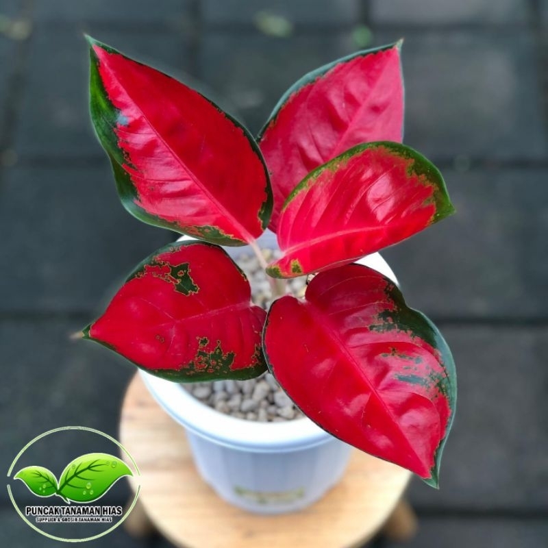 Tanaman hias aglonema suksom jaipong - Aglonema Suksom Jaipong