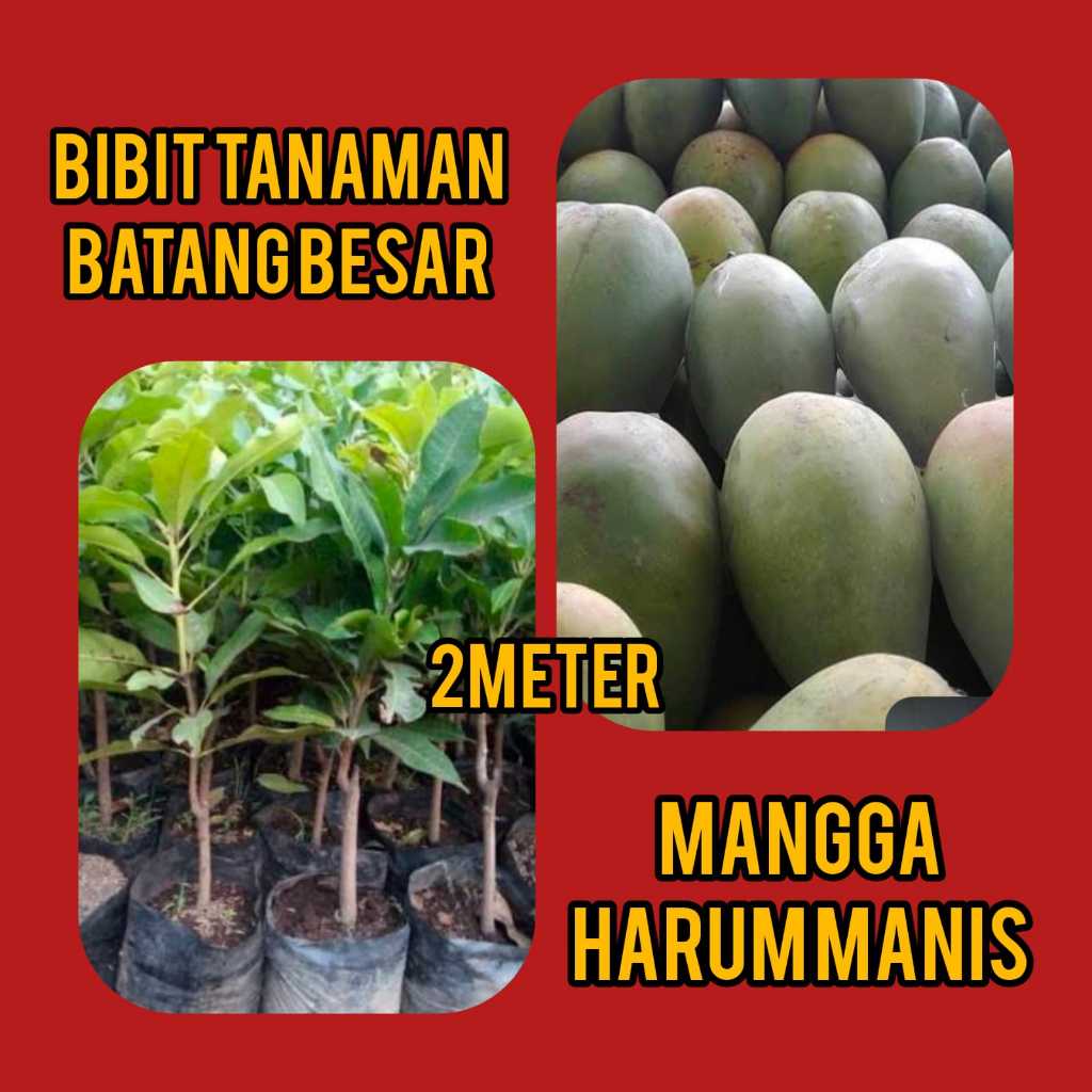 Bibit Mangga Harum Manis 2 Meter Batang Besar