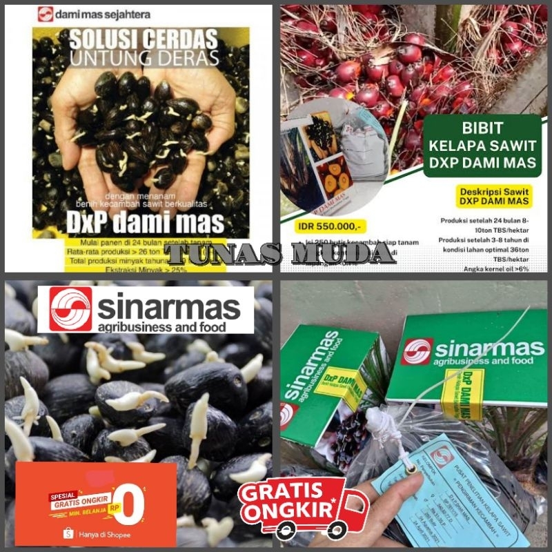 bibit sawit unggul DXP DAMI MAS (SINAR MAS)