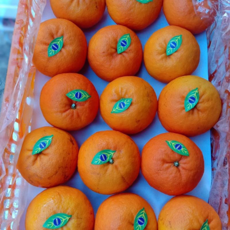

JERUK WOGAN 1 KRAT BERAT 7KG FRESH MANIS ( JERUK WOGAN WOKAM IMPORT)