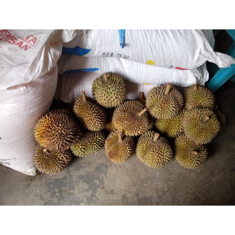 

DURIAN LOKAL