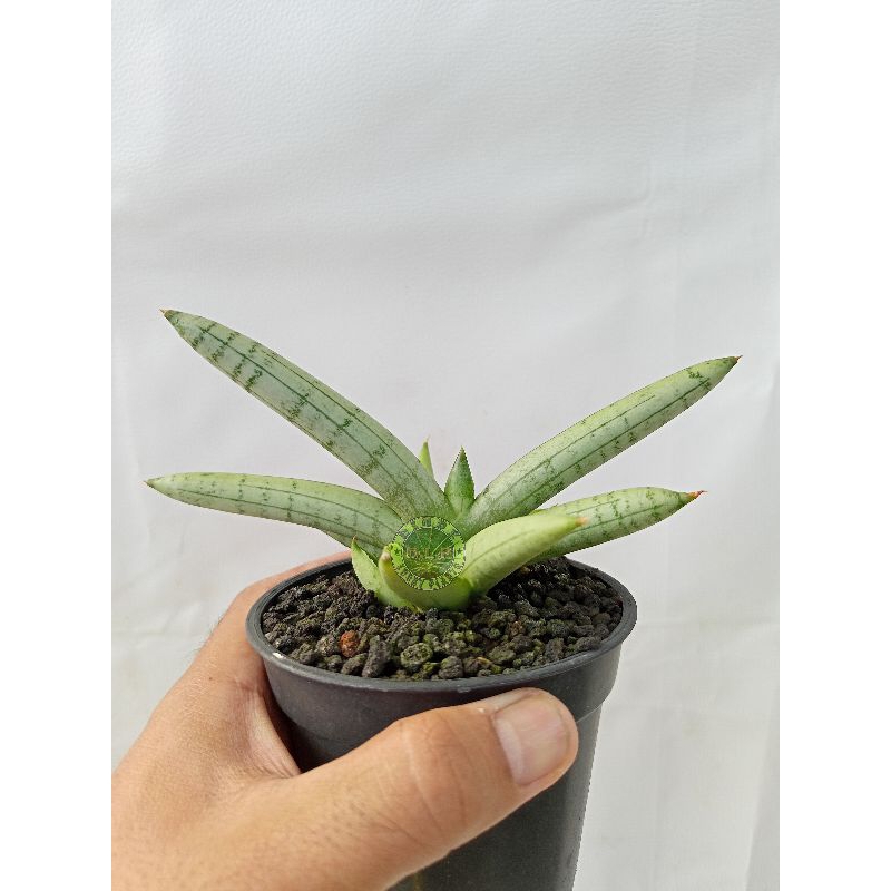Sansevieria Boncel platinum cross