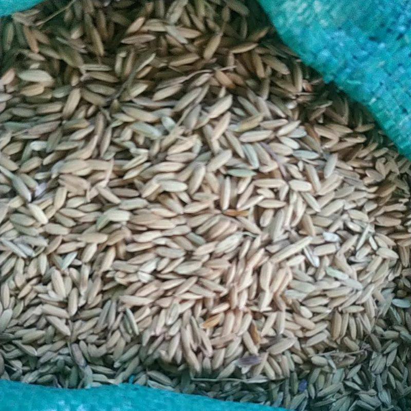 

gabah padi 1 kg pakan burung ayam dan bahan beras makanan pokok