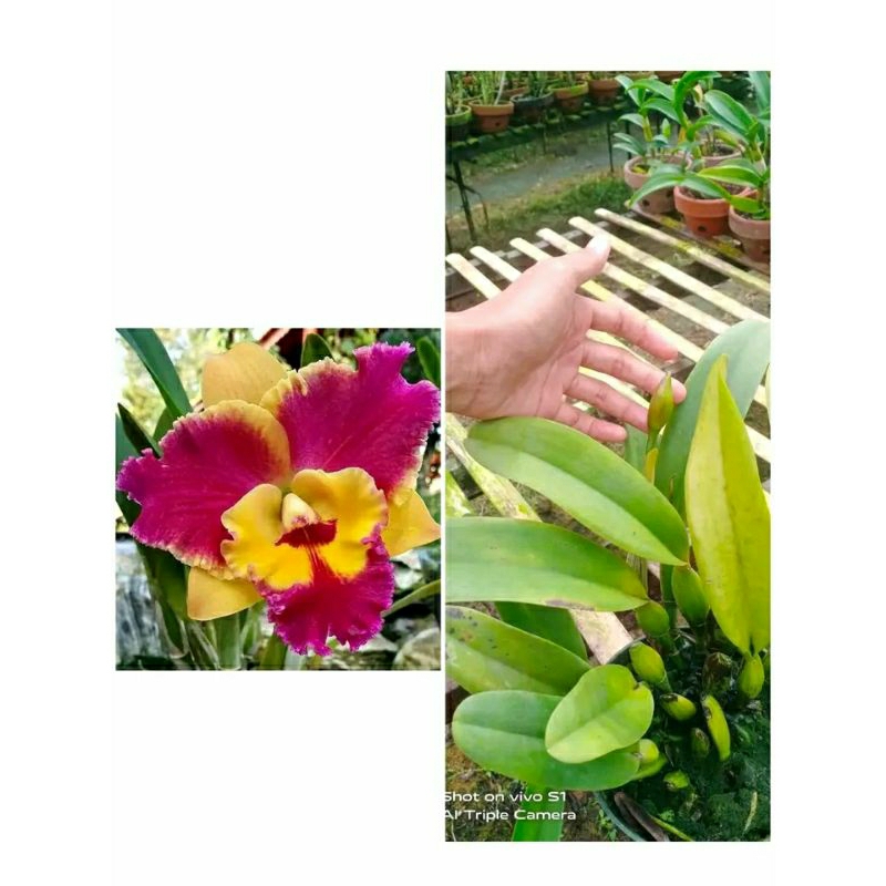 anggrek Cattleya bunga ungu kuning dewasa spike+pot angrek catlea bung kuning ungu besar Niming tana