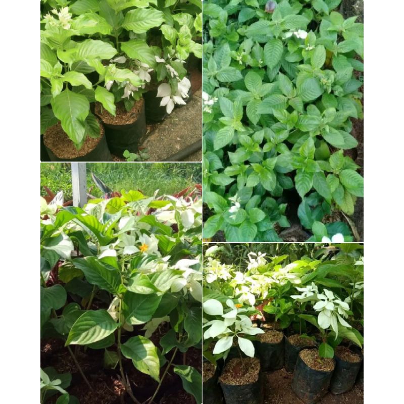 Tanaman Hias nusa indah/bibit Tanaman bunga Nusa indah