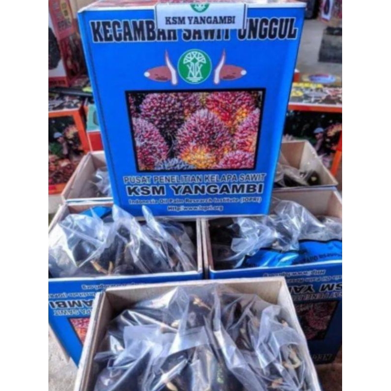 bibit sawit varietas ppks Yangambi
