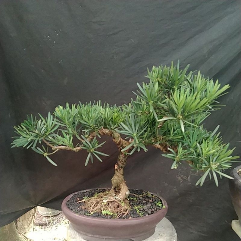 bonsai lohansung