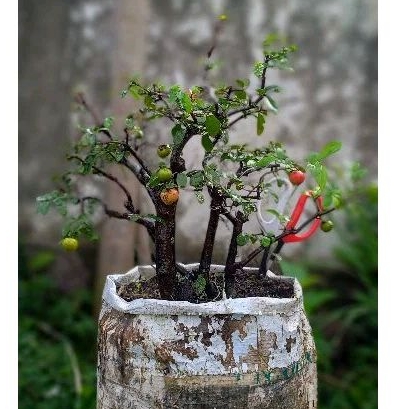 Bonsai Mustam Buah