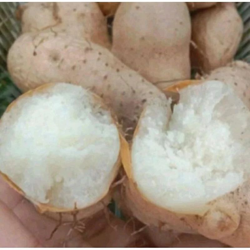 

UMBI GEMBILI (Dioscorea esculenta L.) terBARU TERMURAH 1KG