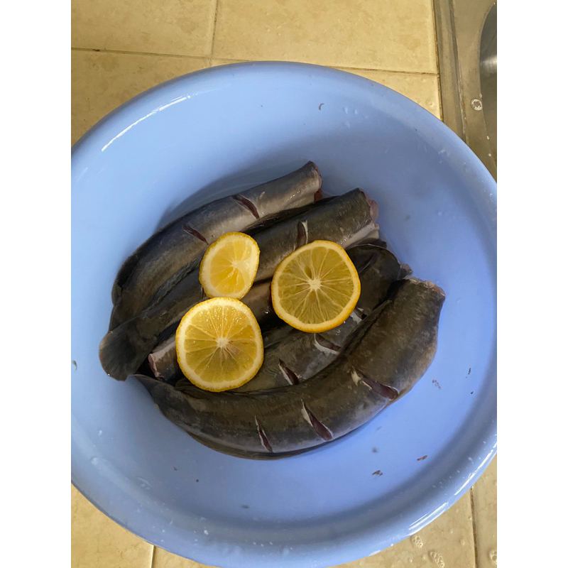 

IKAN LELE SEGAR 1KG