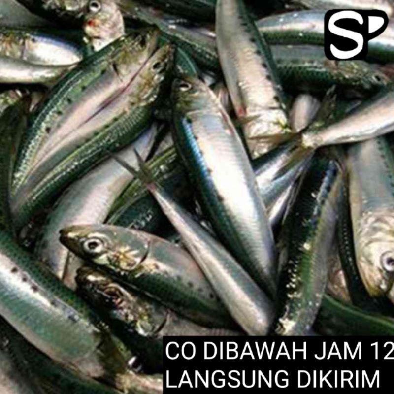 

ikan sarden - SP