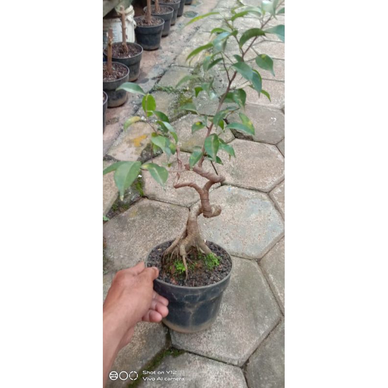 bahan bonsai bringin benjamina