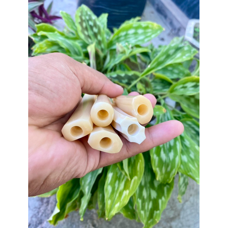 piprok once tulang sapi asli impor afrika sudah mengkristal rasa seperti gading ori