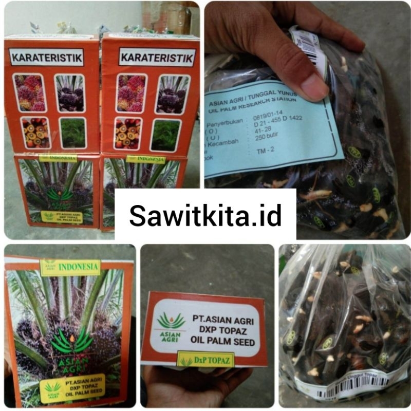 bibit kecambah sawit dxp topaz berkualitas