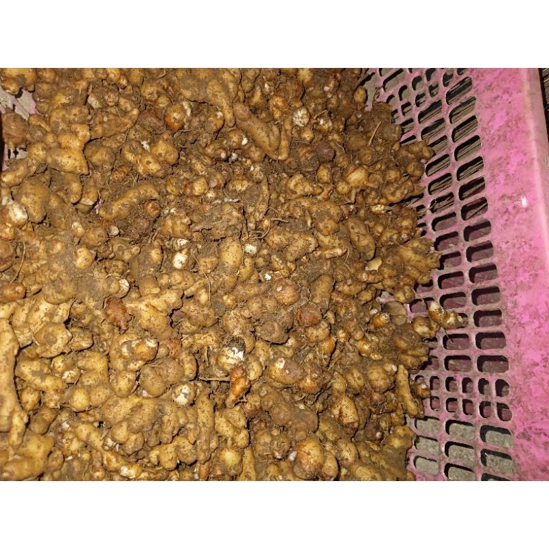 

kencur/cikur fresh murah 500 gram/1kg