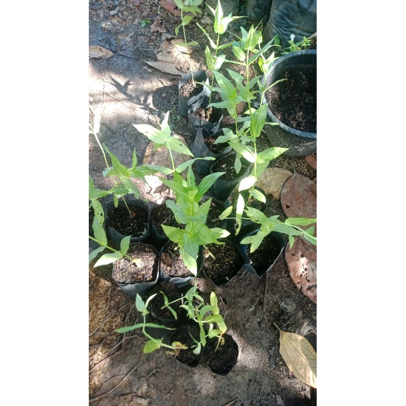 bibit tanaman zinnia