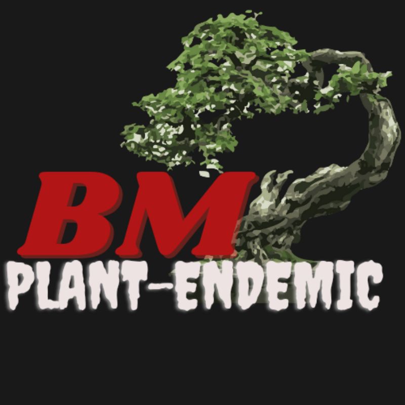 bonsai melati jepang siap pajang