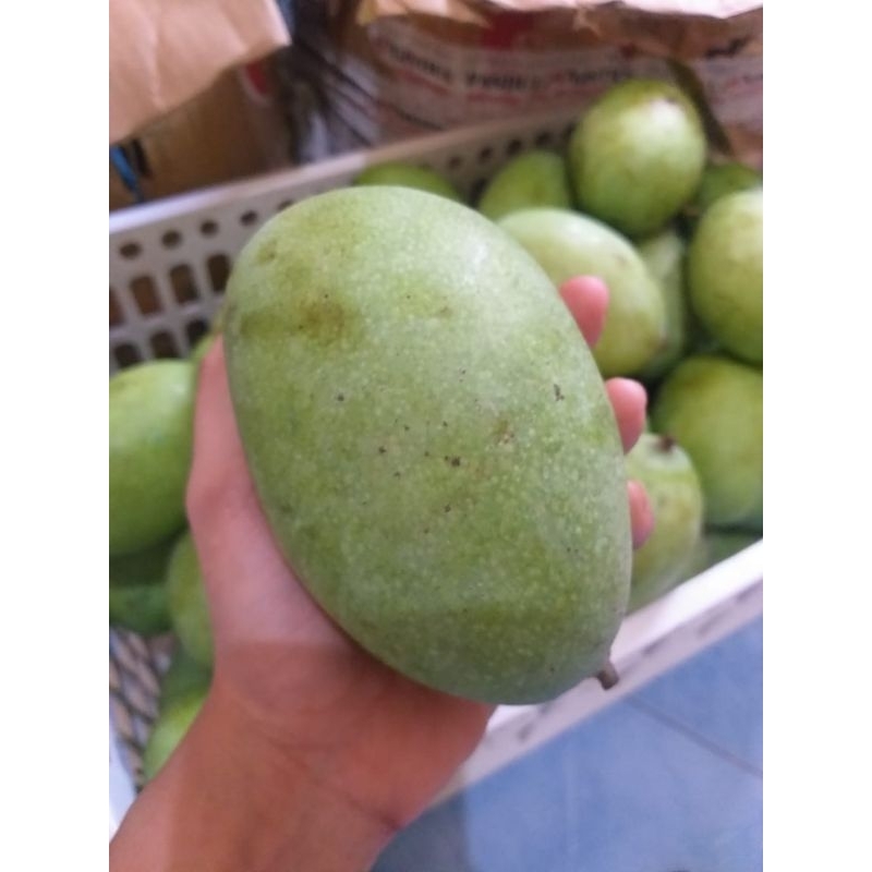 

Mangga Manalagi / pencit