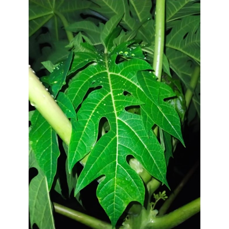 

Daun Pepaya Fress (1KG)