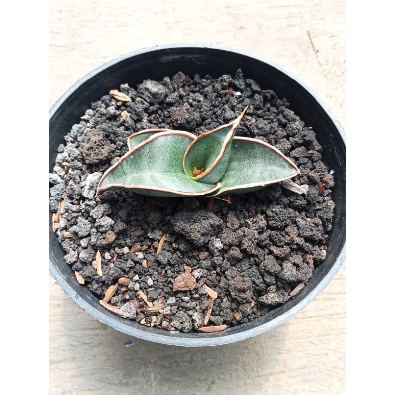Sanseveria Rorida ijo